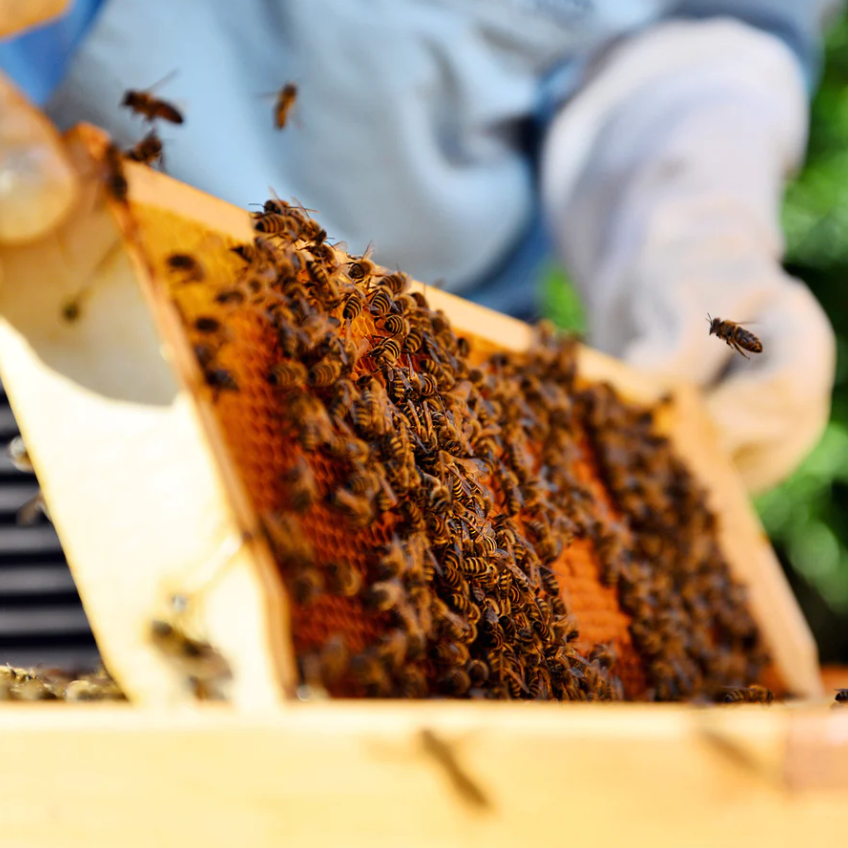 Cera de abejas locales
