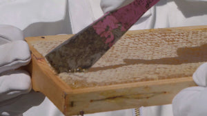 
            
                Load and play video in Gallery viewer, Raw Honey Comb 1 LB
            
        